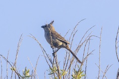 Chirruping Wedgebill photo 2