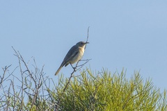 Certhionyx variegatus