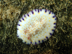Goniobranchus aureopurpureus