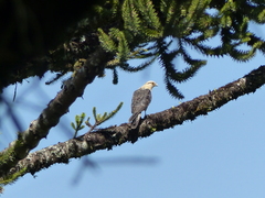 Daptrius chimachima