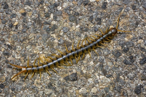 Australasian Giant Centipede
