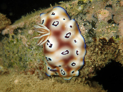 Goniobranchus leopardus