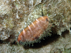 Erronea