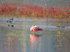 Phoenicopterus