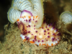 Mexichromis multituberculata