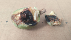 Elaeocarpus bancroftii