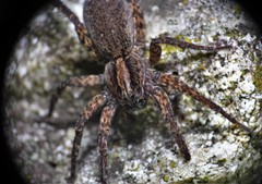 Varacosa avara