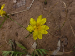 Goodenia pinnatifida