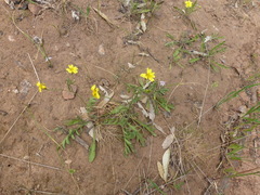 Goodenia pinnatifida