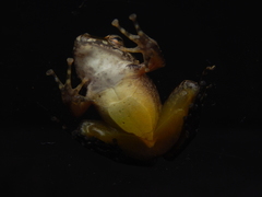 Craugastor raniformis