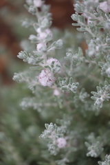 Dissocarpus paradoxus