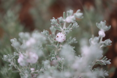 Dissocarpus paradoxus