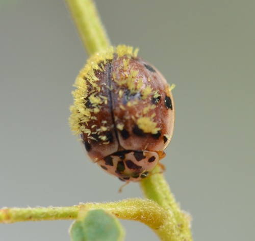 Ashy Gray Lady Beetle photographed in Hawaii