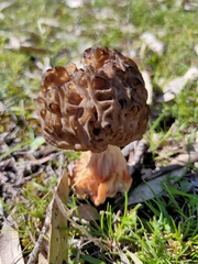 Morchella australiana