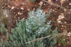 Dissocarpus paradoxus