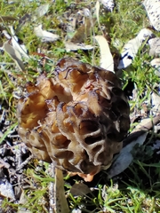 Morchella australiana