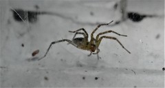 Araneae