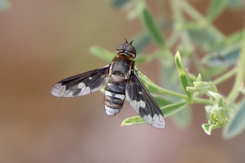 Kapu corusca