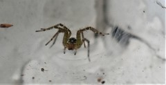 Araneae