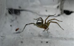 Araneae