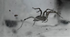 Araneae