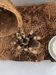 Brachypelma