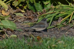 Junco hyemalis