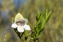 Prostanthera striatiflora