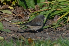 Junco hyemalis
