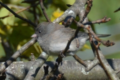 Junco hyemalis