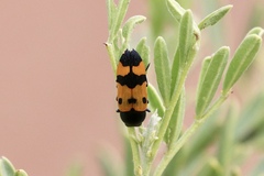 Castiarina atricollis