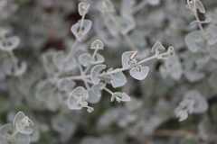 Chenopodium curvispicatum