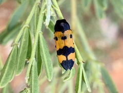 Castiarina atricollis