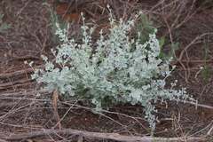 Chenopodium curvispicatum