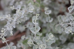 Chenopodium curvispicatum