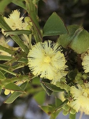 Acacia littorea
