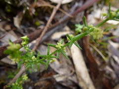 Galium gaudichaudii