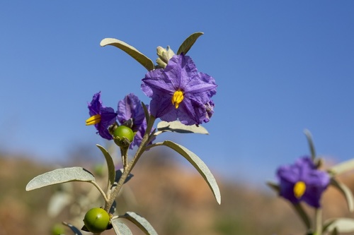 Solanum sturtianum F.Muell.