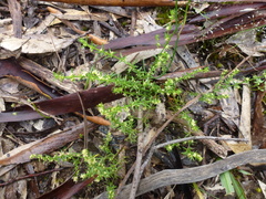 Galium gaudichaudii