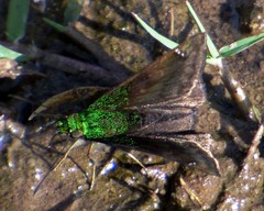 Gorgopas trochilus