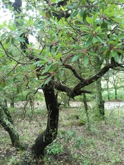 Arbutus tessellata