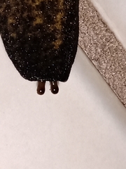 Sarasinula linguaeformis