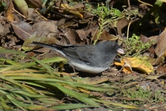 Junco hyemalis