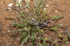 Lucasium steindachneri