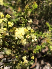 Acacia littorea