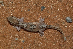 Lucasium steindachneri