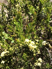 Acacia littorea