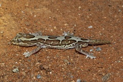 Lucasium steindachneri