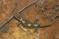 Lucasium steindachneri