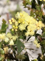 Acacia littorea